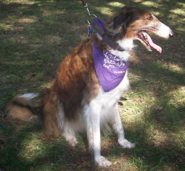 All About the Borzoi Dog Breed « American Dog Blog