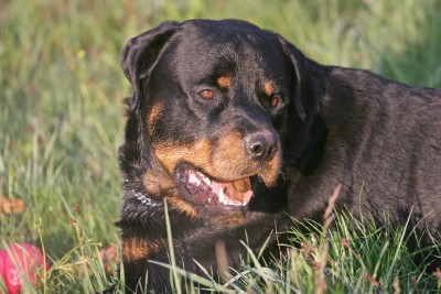 The Rottweiler Dog Breed is from Rottweil