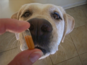 Maya really wants to try a pill from Kinn Kudose with sweet potato/turkey in it. No meds this time, just a treat.