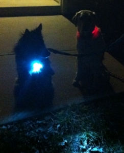 My dogs wearing dog collars with lights.