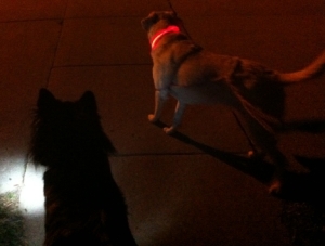 My dogs wearing light up dog collars.