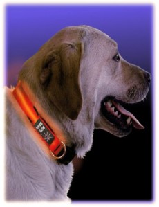 NiteDawg Dog Collar