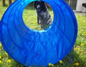 My Aussie Dog Pierson and the Agility Tunnel