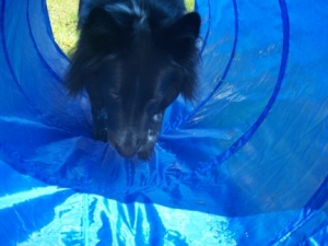 Pierson in the Agility Tunnel