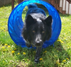 Pierson Makes it Through the Agility Tunnel