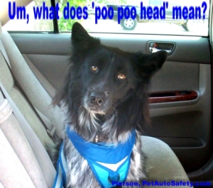 My Dog Pierson is a Poo Poo Head