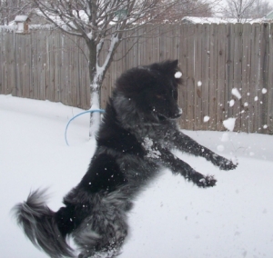 My Dog Pierson Doesn't Catch the Snowball