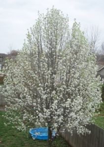 Blossoming Tree in our Backyard.