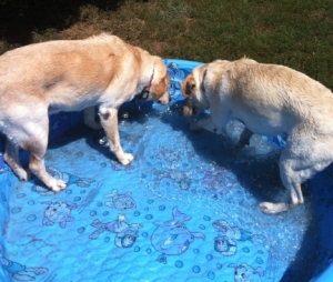 Maya and Clover in Pool