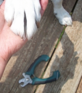 Close-Up of Dog Paw Toenails