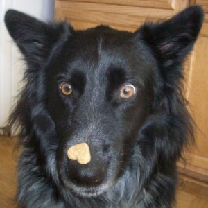 Pierson Balances Dog Treat on Nose